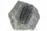 Prone Austerops Trilobite - Morocco #216579-5